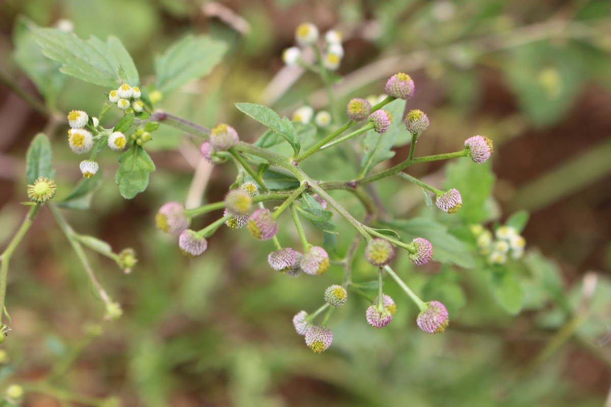 Dichrocephala integrifolia (L.f.) Kuntze